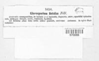 Phacidium betulinum image